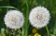 Pusteblume-19.jpg